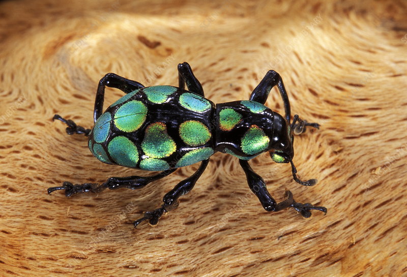 A rainbow patterned weevil
